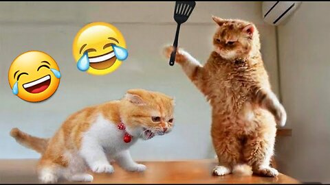 Funniest cats 🦊 in the world 😂 funny fail pets video 😂 most amazing moments #shorts #cats #funny