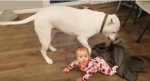 CuteBaby & Dogs playing Together