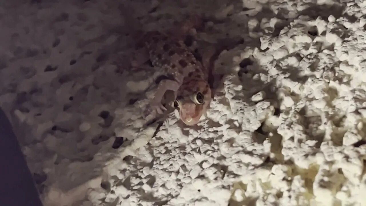 Gotcha Gecko!