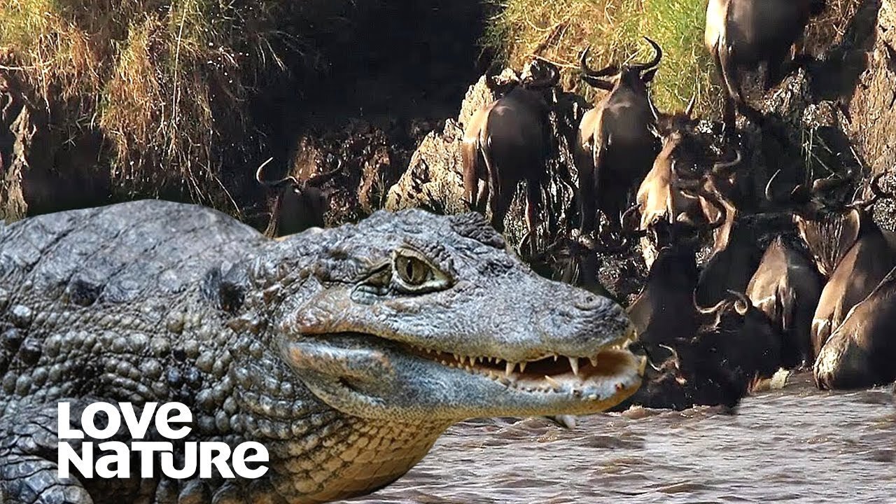 Crocs Viciously Drown Wildebeest in Epic Moment | Love Nature