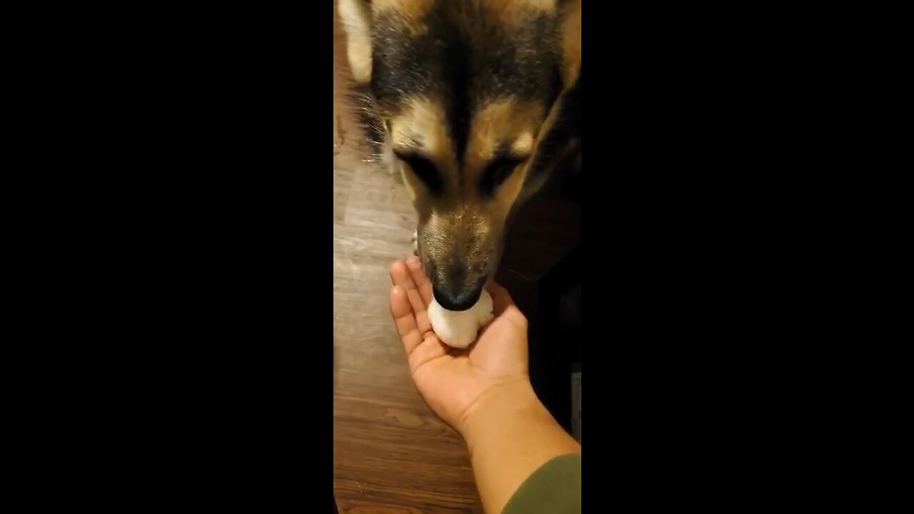 My dogs first time eating snow ❄️