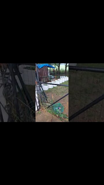 Hilarious Chicken Antics Breakfast on Rainy Day