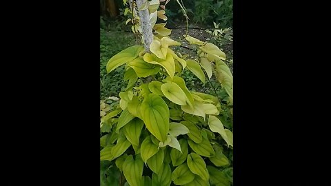 Gardening in the Caribbean with Marcia Weekes - No.2