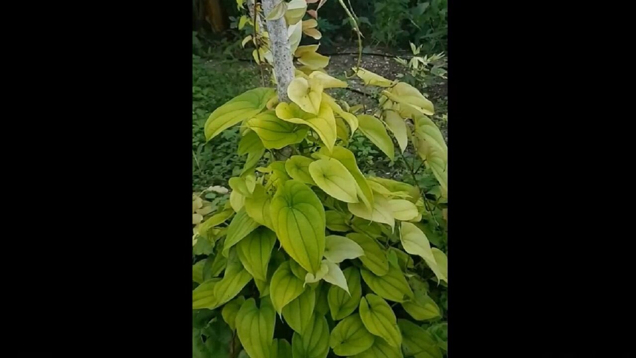 Gardening in the Caribbean with Marcia Weekes - No.2