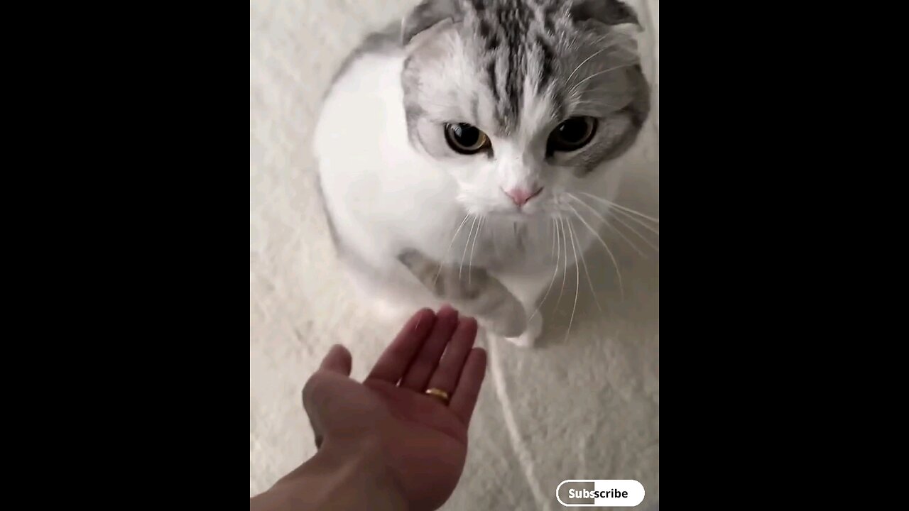 beautiful cuteness cat😻 Amezing video