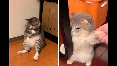 Beautiful Cute Funny Cat,s Love Puppy