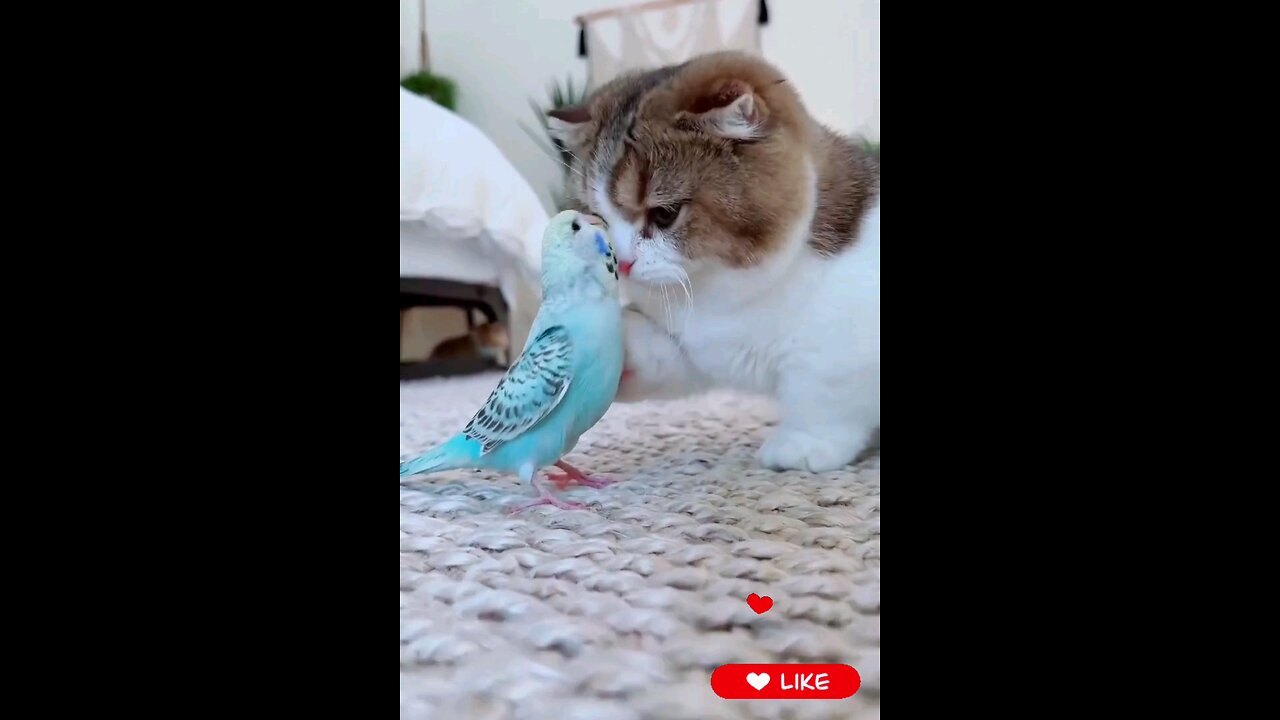 Adorable*cute*cat*and*parrot*Lovely*friendship_💕💞