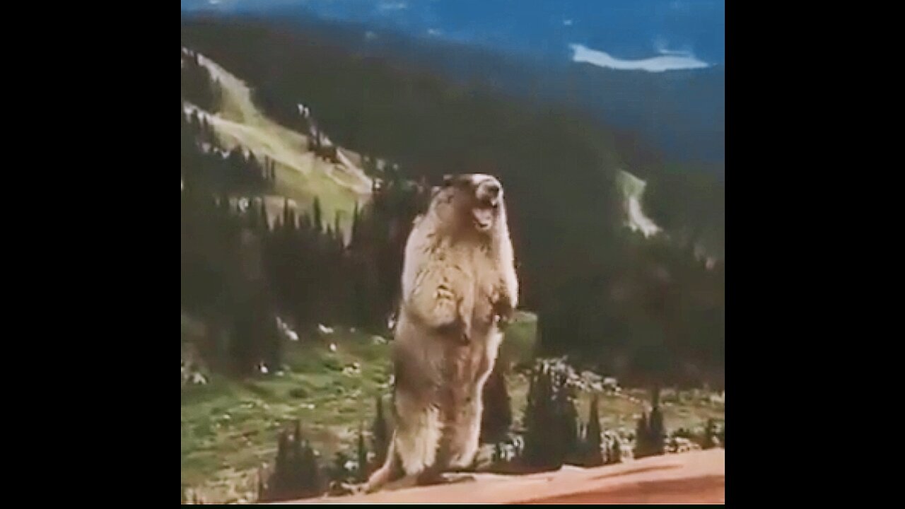 FUNNY BEVER SHOUTING ON MOUNTAIN 🤣 MEME