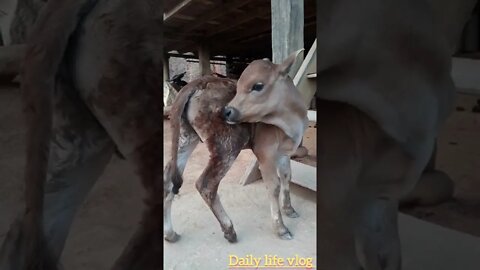 The baby cow takes care of its own body