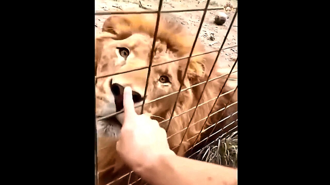 Funny lion Crazy world