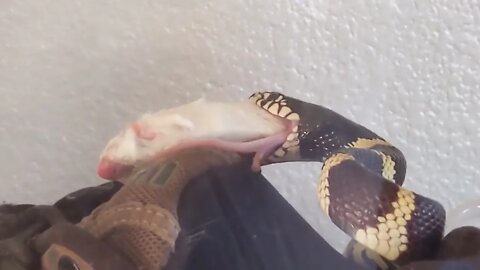 Columbine the King Snake EATS MOUSE BACKWARDS!