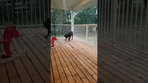 Rottweiler Playing 😍 Ball #Shorts #rottweiler