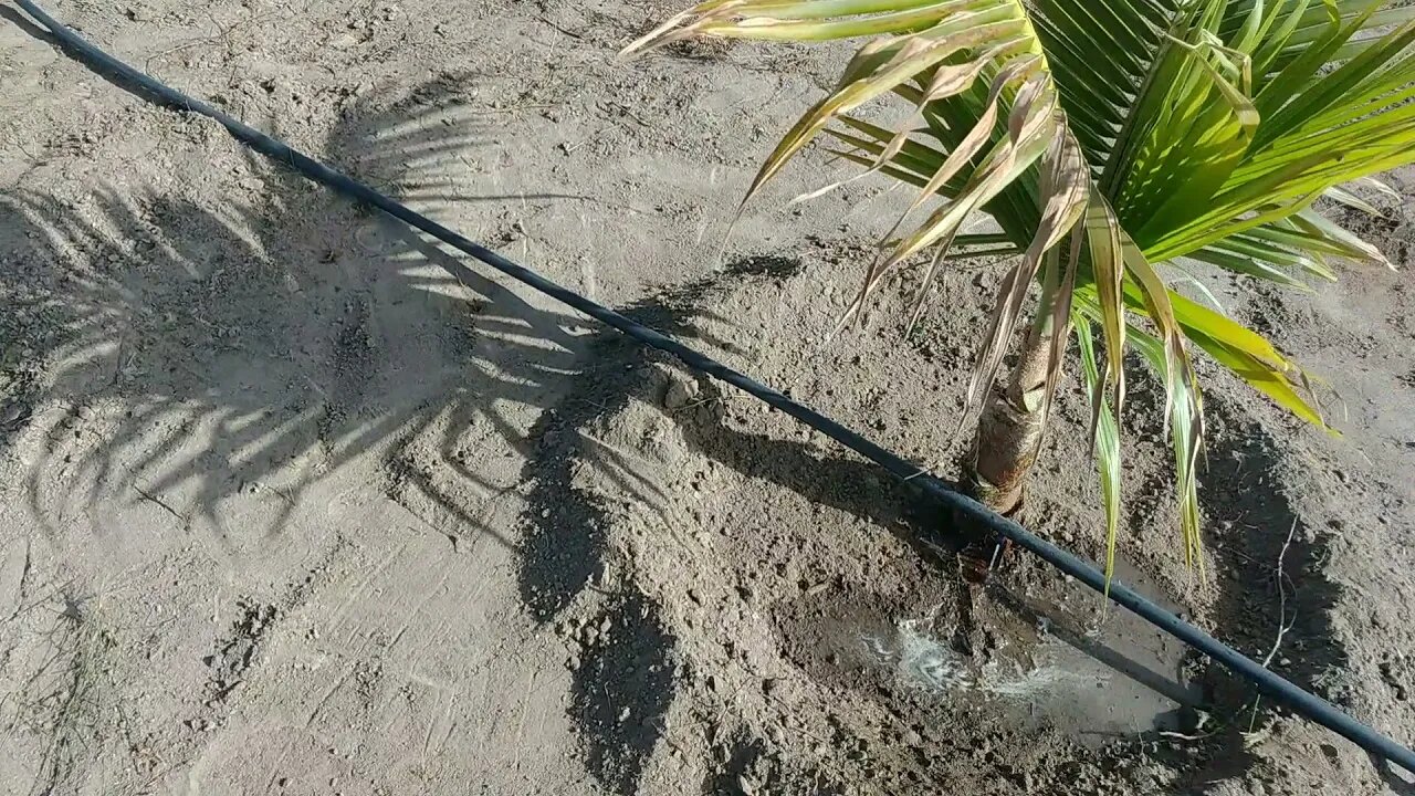 Sal nos pés de coco, aplicação de sal coqueiros