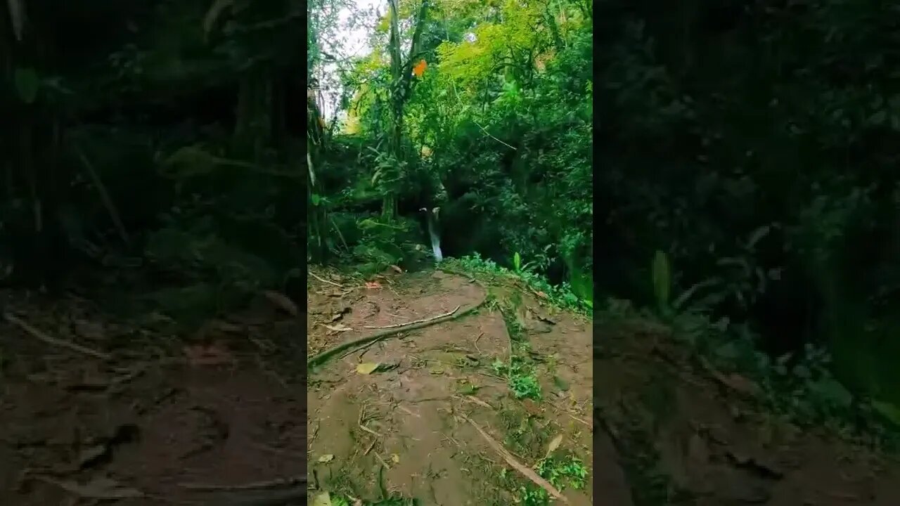 trail#forest#natureec#shorts