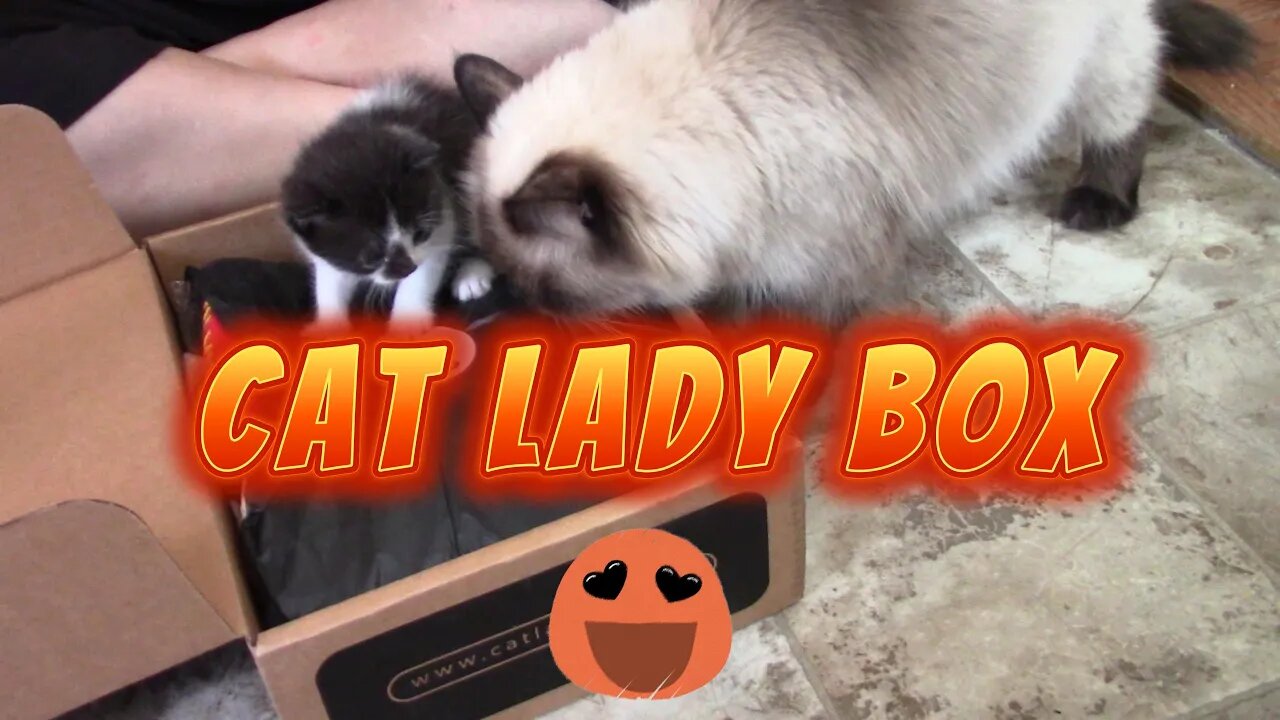 Cat Lady Box (Everyday) Unboxing September 2022 😻