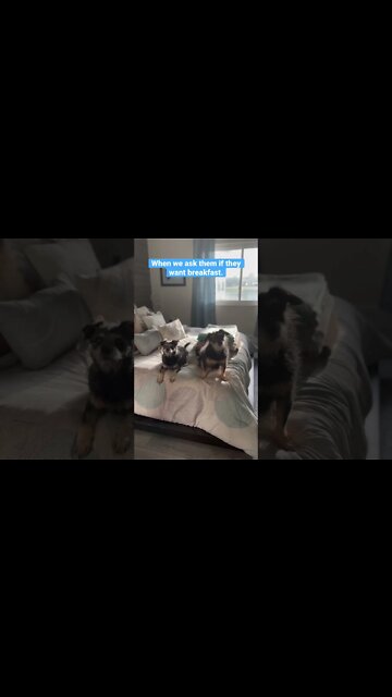 When we ask them about breakfast 🍳.