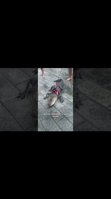 Bystanders had an up close and personal encounter with an alligator in a Philadelphia park
