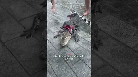 Bystanders had an up close and personal encounter with an alligator in a Philadelphia park