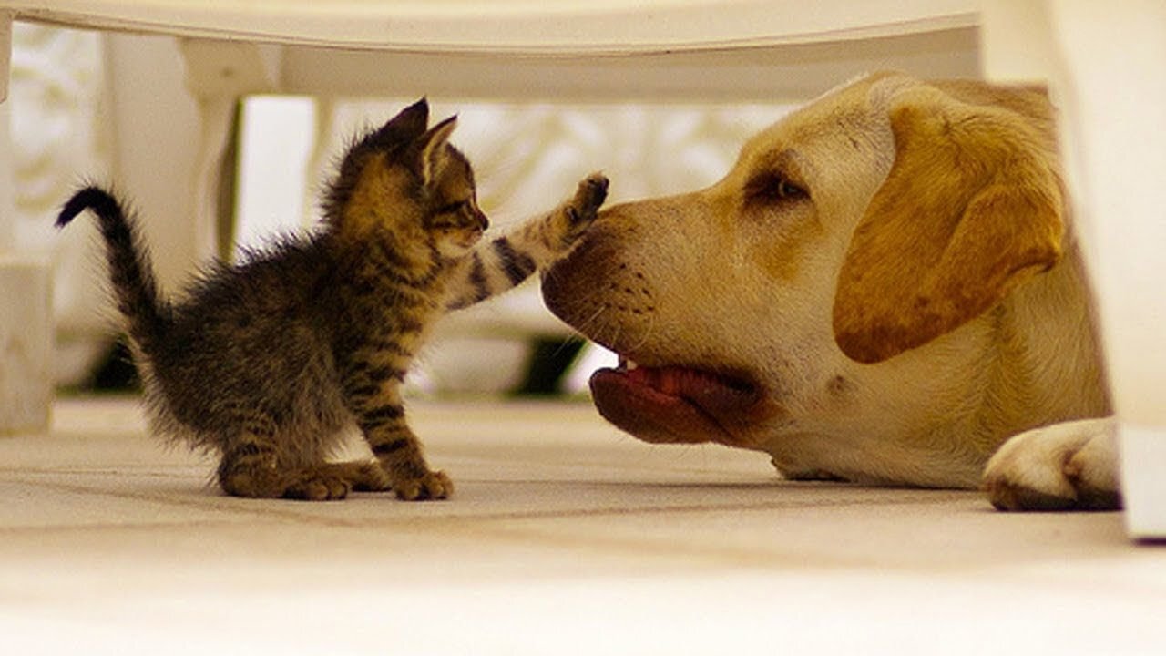 The most Funny, favorite, videos of cats🐱 and dogs 🐕