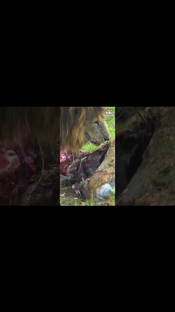 Lion Chews On A Buffalo | Saturday #shorts