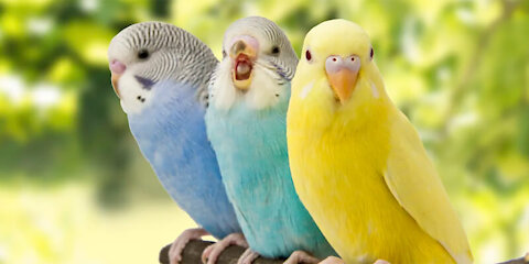 Bird Budgie Pet Parrot Budgerigar Small Anima