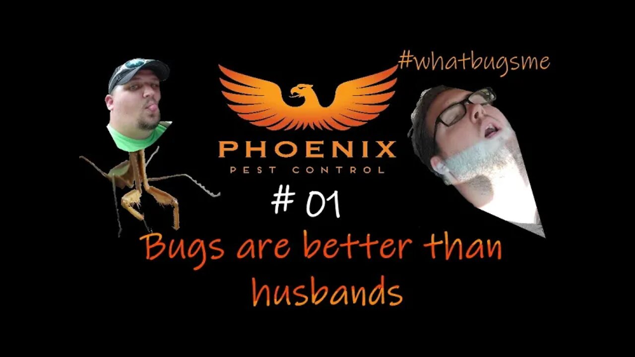 01 Bugs are better than Husbands because... #whatbugsme