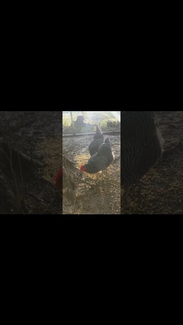 Ants In The Scratch Grains - #shorts