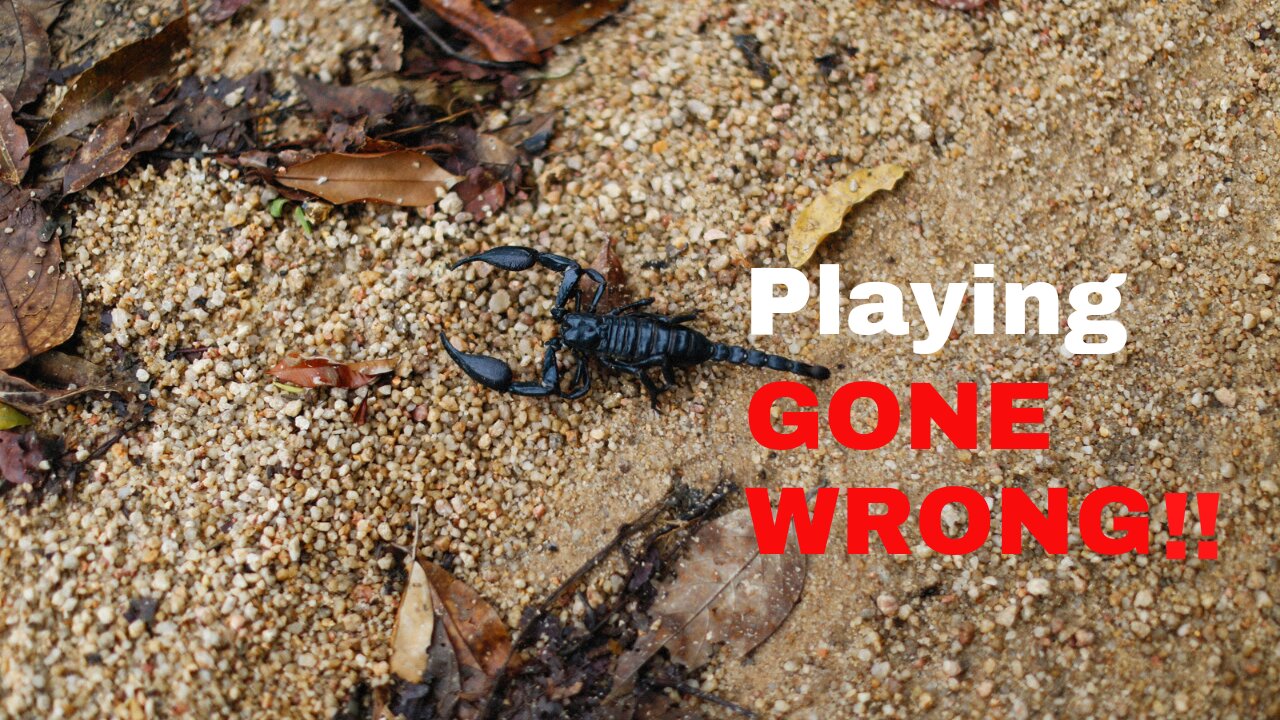 Playing with a scorpion gone wrong.