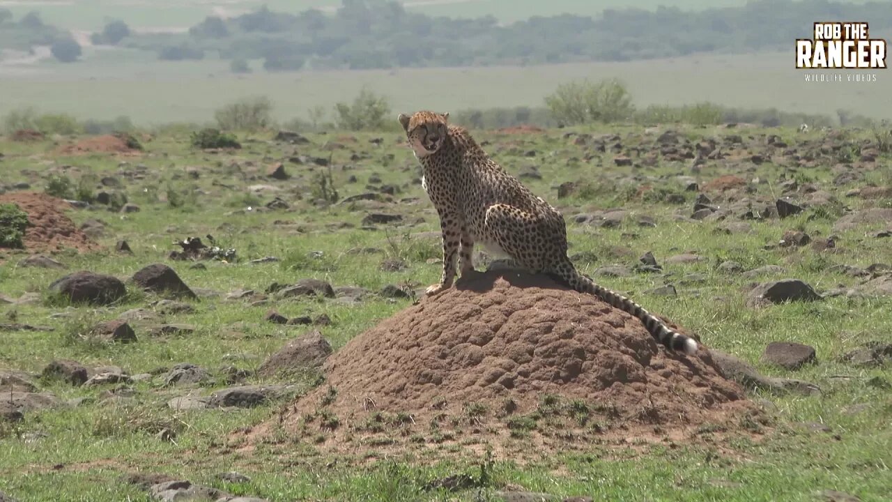 Stunning Mara Cheetah Sisters With A Snack (Introduced By Simon Komen)