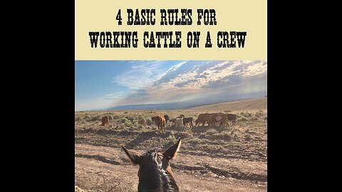 4 Basic Rules for Working Cattle on a Crew