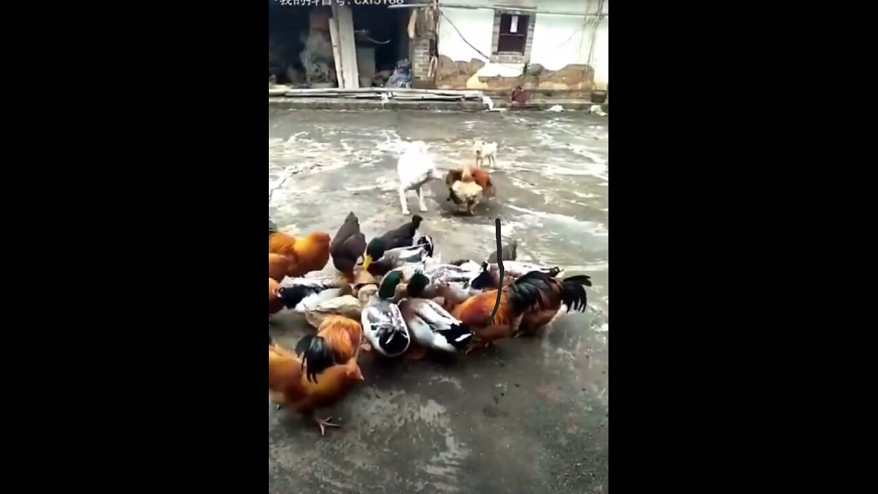 Chicken and Dog Fight | Funny Video