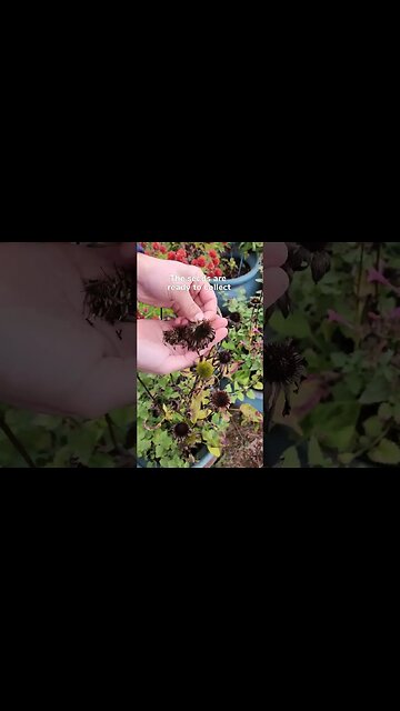 😊Collect Seeds From Coneflowers😮