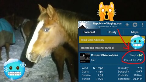 Horses Acclimated for Wisconsin Winters: -15˚ 🥶 Feels Like -24˚ 🥶 (WAY BELOW ZERO)