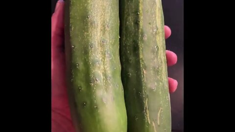 Cucumber