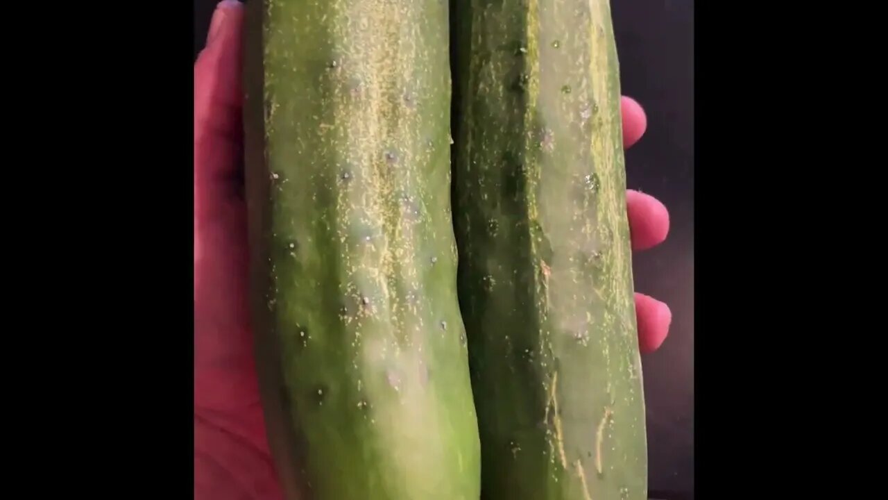 Cucumber