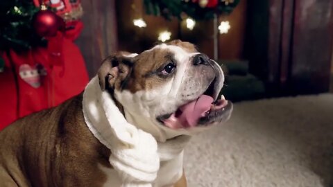 Cute English bulldog on Christmas eve