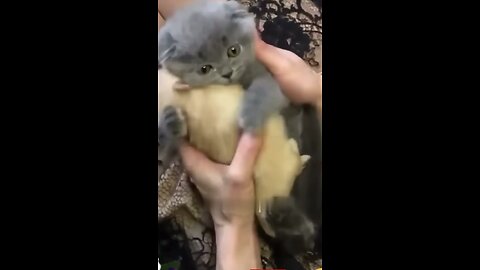 Funny cute kittens