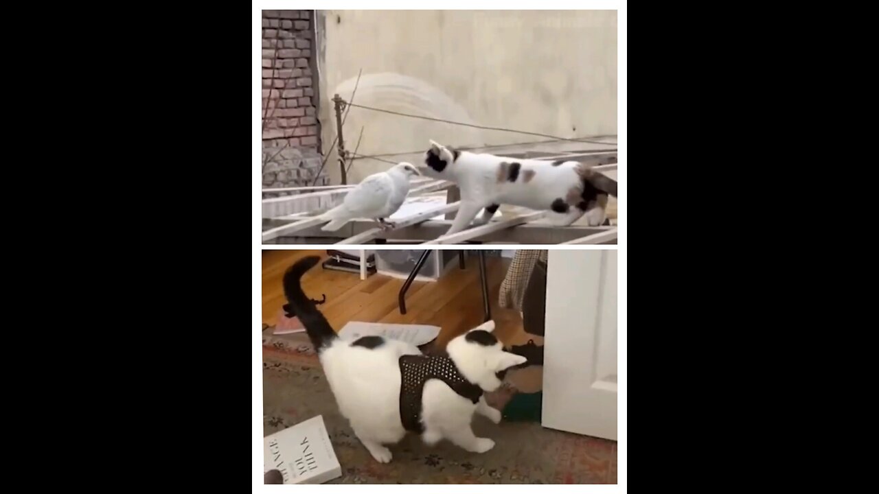 Cats and dog funny Video 😂 | cat and dog