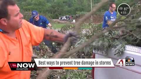 How to prevent tree damage before severe weather