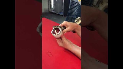 Snake Eats Tennis Ball 🥎
