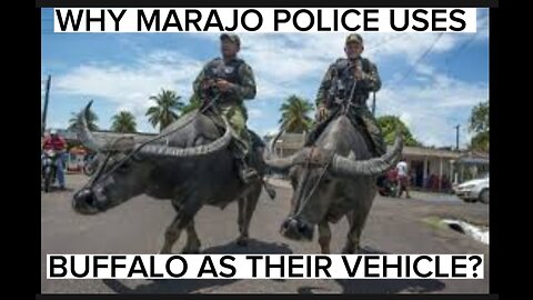 Why MARAJO POLICE used buffalo as their vehicle?
