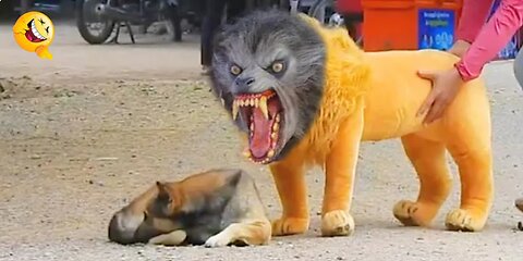 Troll Prank Dog Funny & fake Lion and Fake Tiger Prank To dog & Huge Box Prank to dog