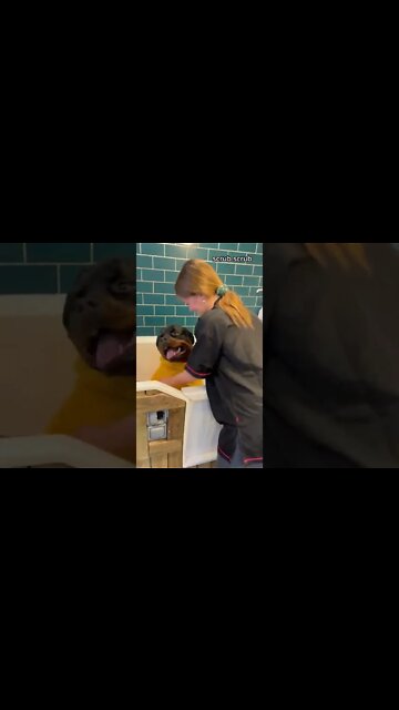 Rottweilers first groom 🚿 #Shorts #rottweiler #dogs