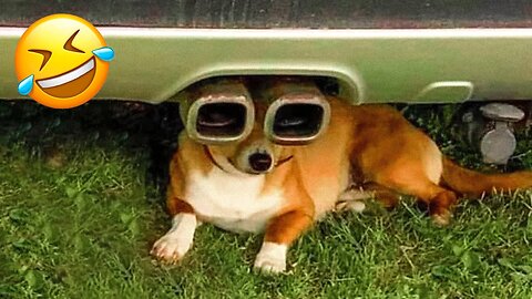 Funny things dogs do. Try not to laugh 😂
