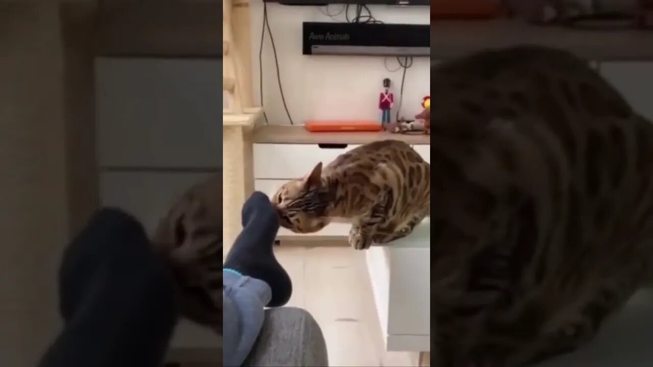 Funny Cat18 cat cats shorts short youtubeshorts