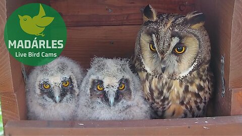 Long-eared Owl breeding in 2022 at Tiszavasvári, Hungary