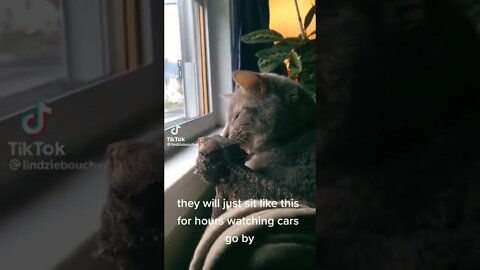Cat & Bearded Dragon