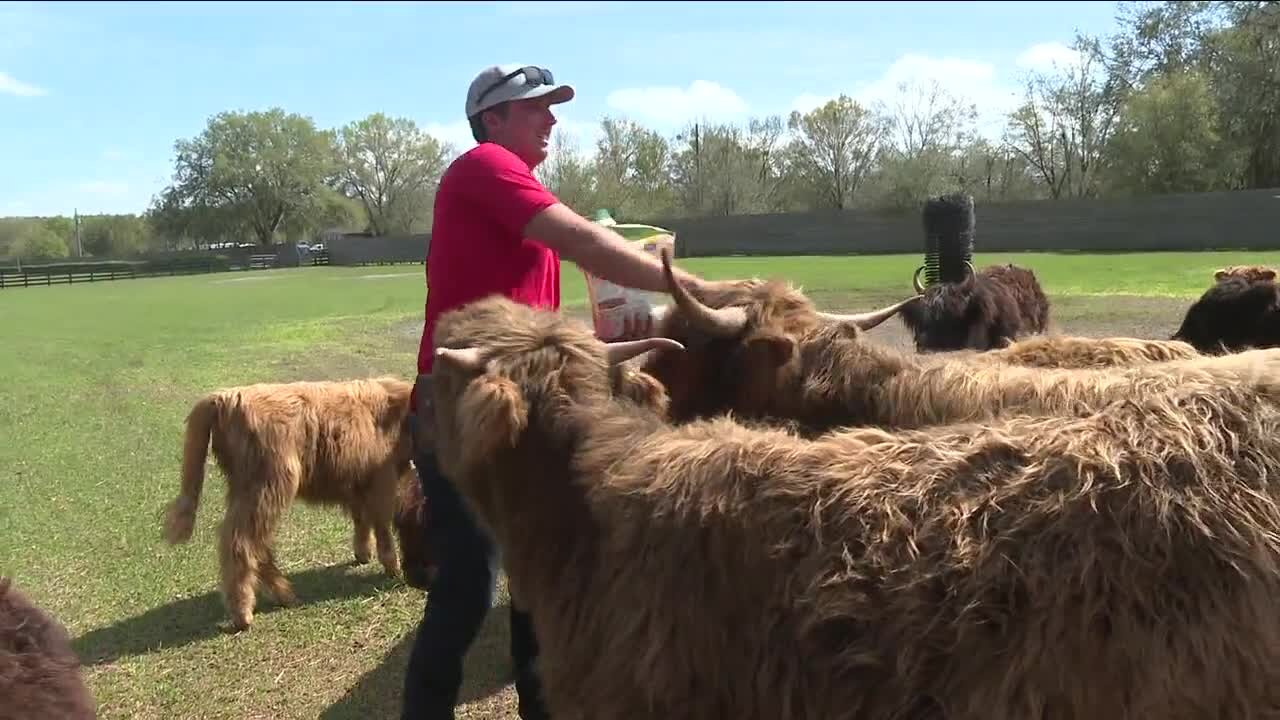 How fluffy cow help keep farms sustainable