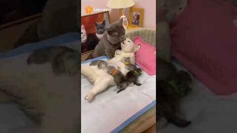 When feelings of love flow into family, this is how cats taught us