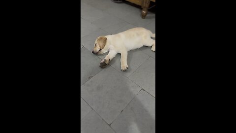 Labrador puppy slipping 🐶